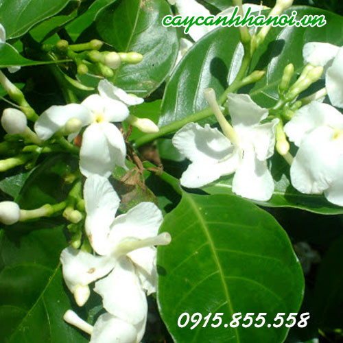 Trồng cây ngọc bút hợp mệnh gì khi đặt trong chậu cảnh