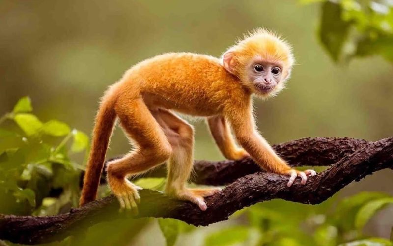 Tử vi 18/3: Hướng dẫn tâm linh để cải thiện vận mệnh
