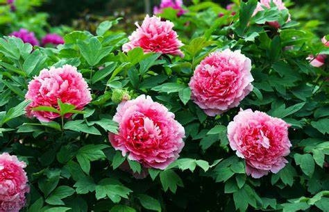 Tử vi hàng ngày 3/9/2024 cho người tuổi Sửu, cẩn trọng lời nói để tránh thị phi