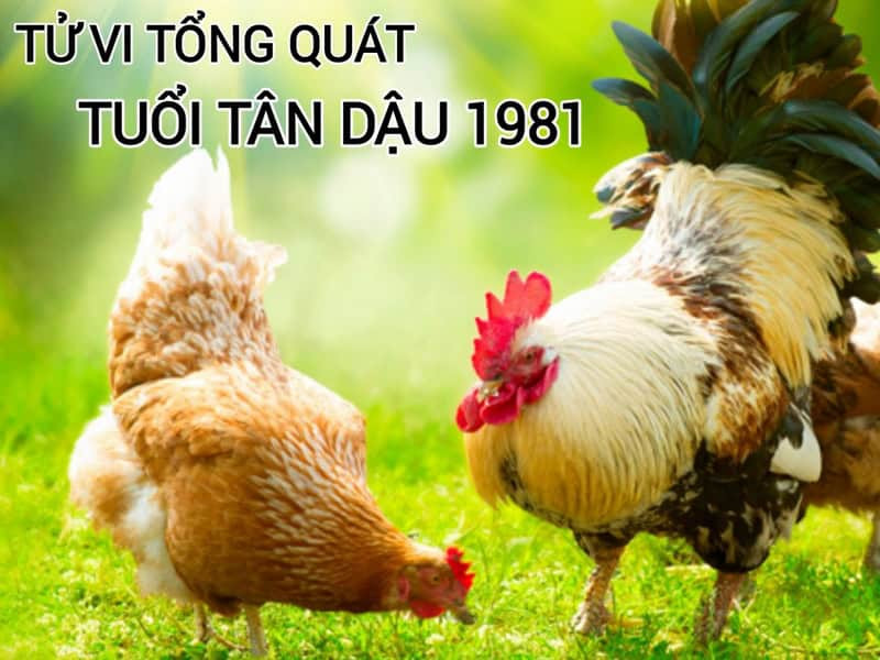 tử vi tân dậu nam mạng 2025 tổng quan vận trình tuổi gà 1981