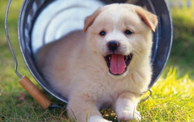 Tử vi trọn đời tuổi Bính Tuất 2006 nữ mạng