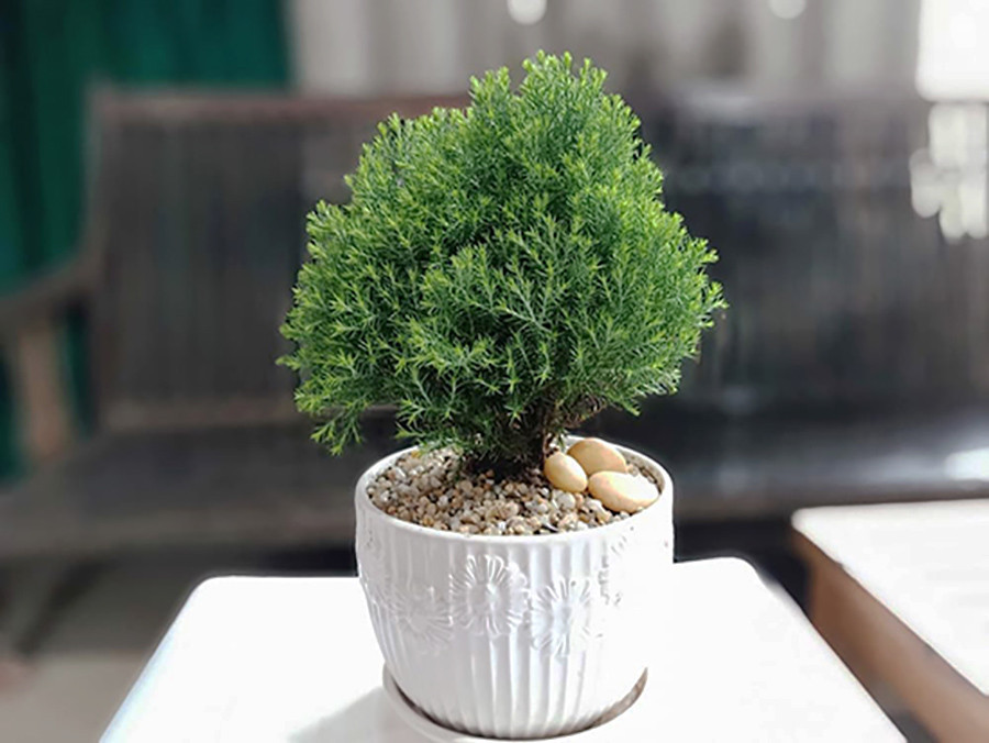 Tùng bồng lai trang trí trong nhà, thu hút tài lộc và may mắn, hợp mệnh gì cũng tăng vượng khí