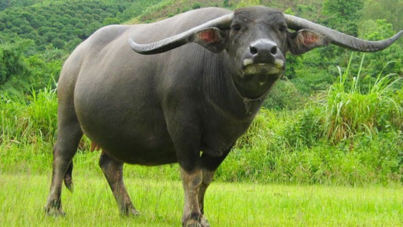 Tuổi hợp để kết hôn và làm ăn cho người sinh năm 1997 Đinh Sửu
