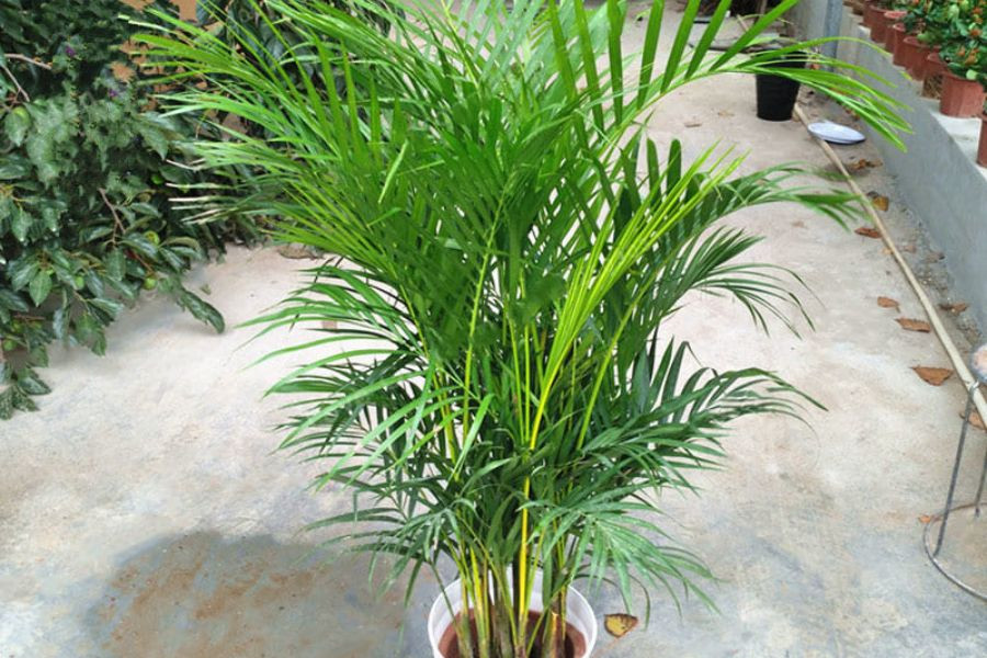 Tưới nước đều đặn và kiểm tra độ ẩm đất trước tưới. Đảm bảo cây nhận đủ nước, tránh ngập nước.