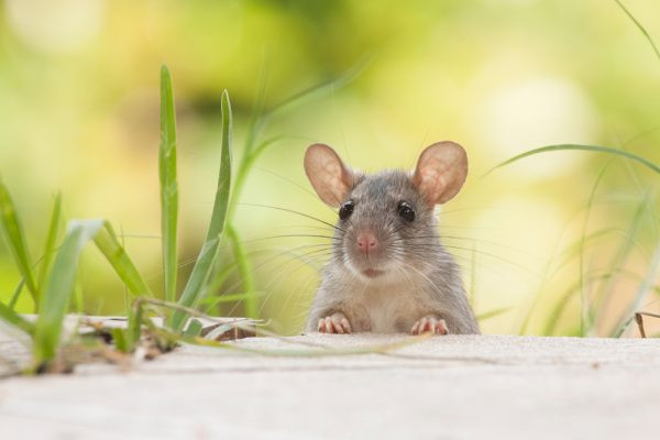 Tuổi Tý hợp kỵ tuổi nào trong làm ăn và hôn nhân