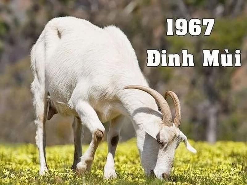 Vận mệnh tuổi Đinh Mùi 2025 nam mạng suôn sẻ