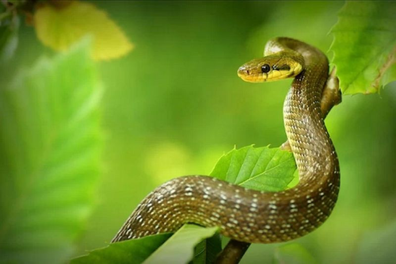 Vận trình các mặt của tử vi tuổi Tý tháng 5