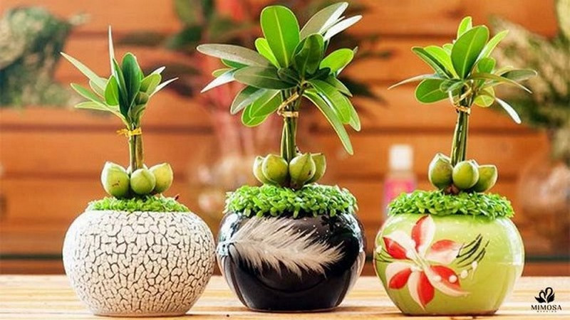 Vật phẩm phong thủy đá thạch anh tóc vàng hộ mệnh cho tuổi Canh Thìn