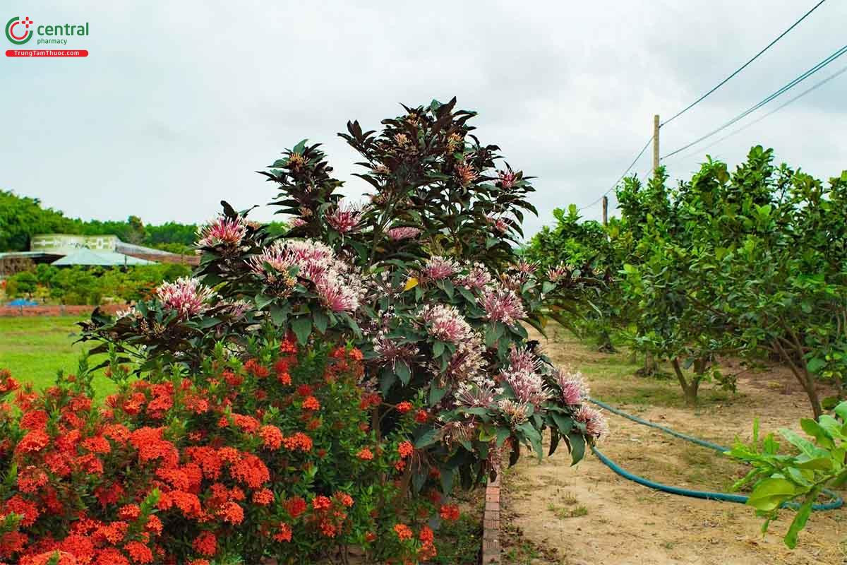 Vẻ đẹp của cây Thiên Phúc ra hoa quanh năm trong phong thủy
