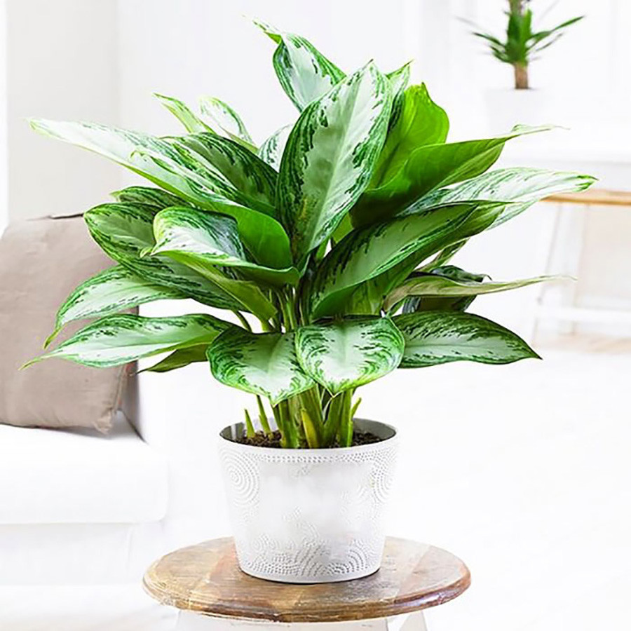 Vẻ đẹp thanh lịch của cây bạch mã hoàng tử nhưng chứa độc tố nhẹ