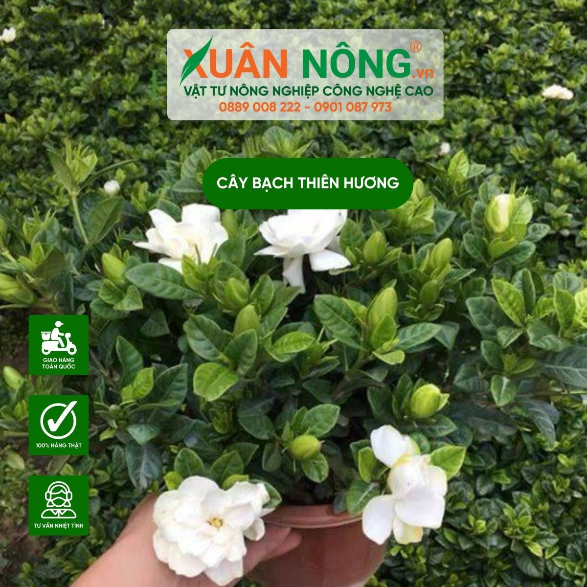Vẻ đẹp thanh tao của cây bạch thiên hương