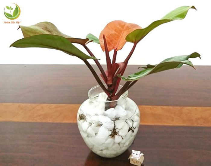Vệ sinh lá thường xuyên giúp cây trầu bà đế vương đỏ luôn xanh tươi