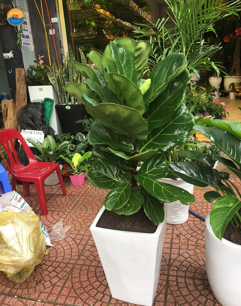 Vị trí đặt cây Bàng Singapore ở cửa sổ để đón tài lộc