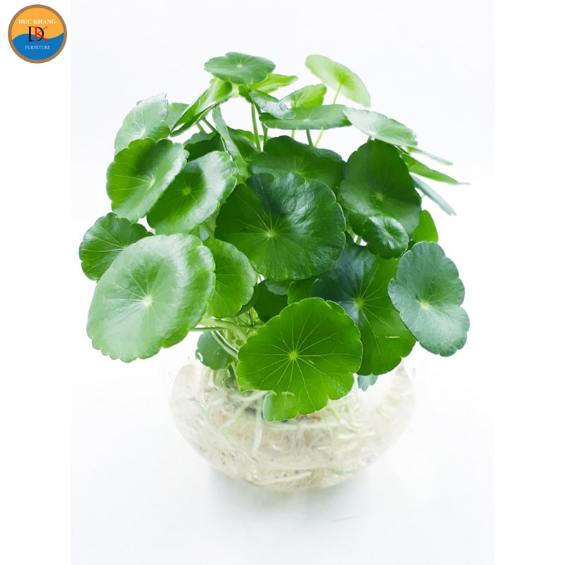 Vị trí đặt cây cỏ đồng tiền hợp phong thủy trong nhà