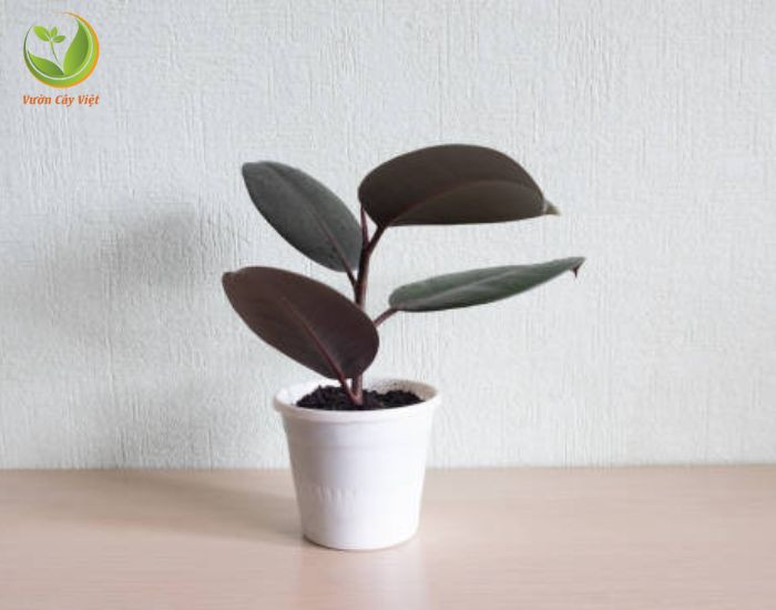 Vị trí đặt cây đa búp đỏ hợp mệnh trong không gian sống