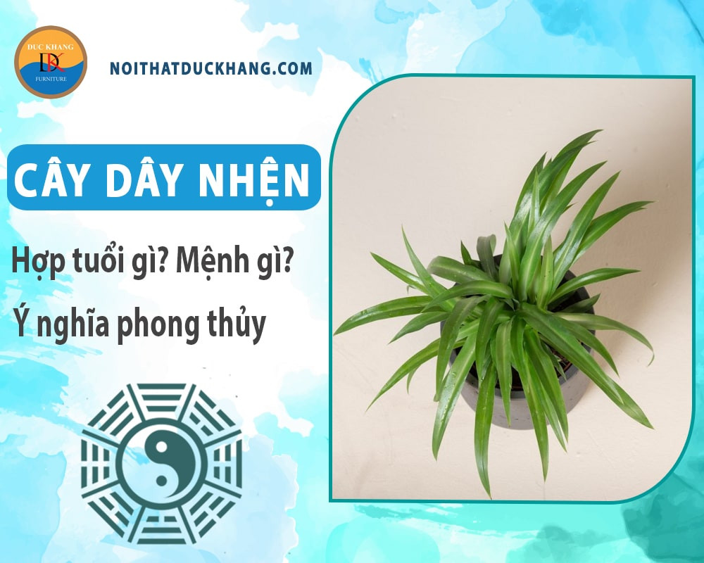 Vị trí đặt cây dây nhện tối ưu trong nhà để thu hút năng lượng