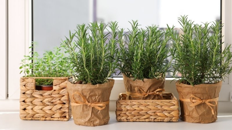 Vị trí đặt cây hương thảo mang lại vượng khí cho gia đình
