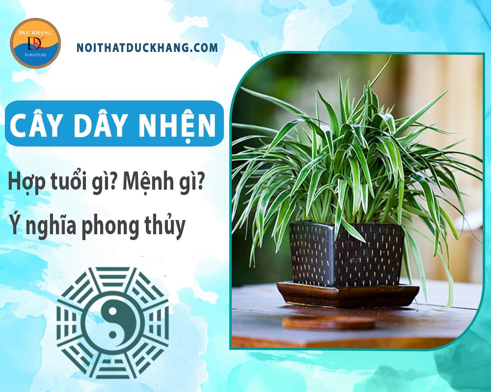 Xử lý hiệu quả khi cây dây nhện bị vàng lá