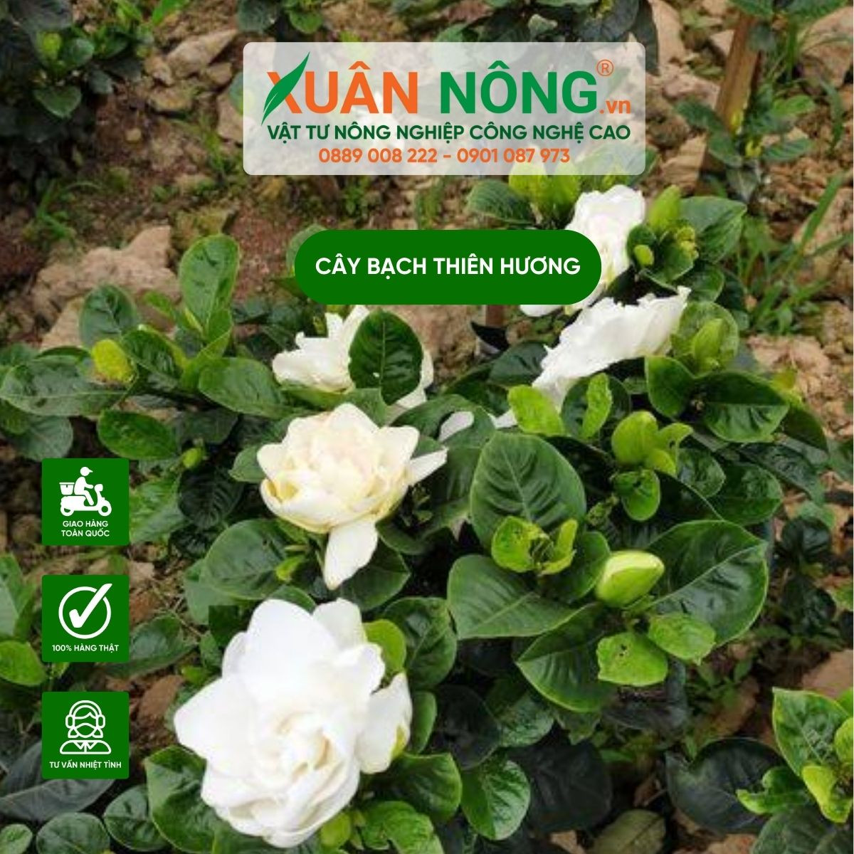 Ý nghĩa phong thủy của cây bạch thiên hương