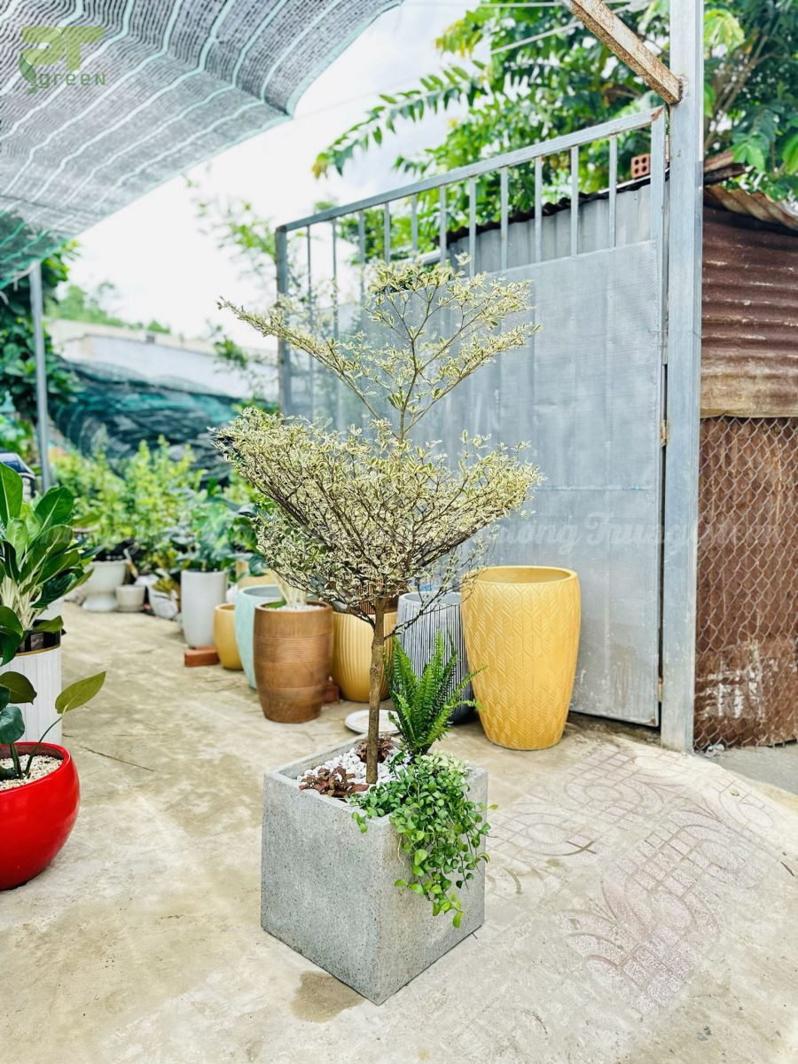 Ý nghĩa phong thủy của cây bàng cẩm thạch