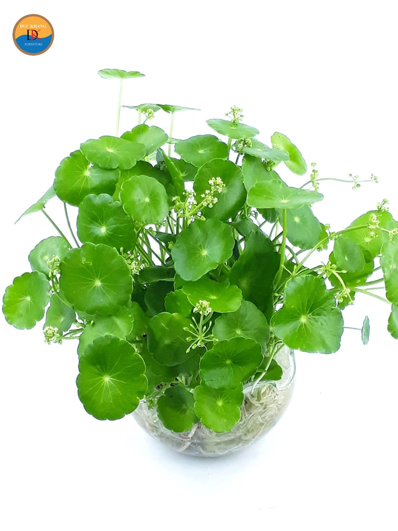 Ý nghĩa phong thủy của cây cỏ đồng tiền chiêu tài lộc