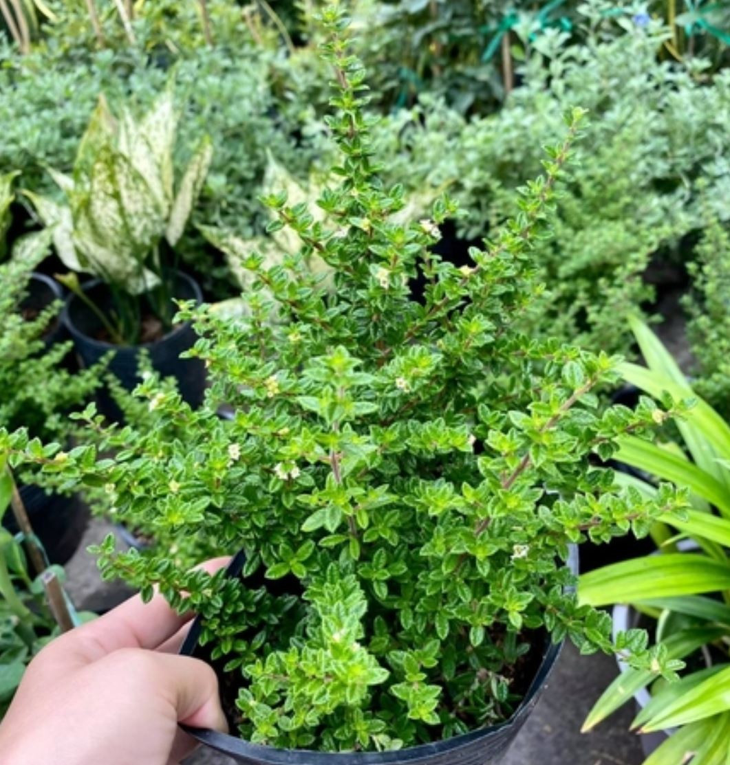 Ý nghĩa phong thủy của cây Hàm Hương, thu hút tài lộc và bình an