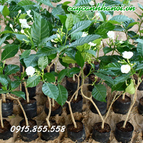Ý nghĩa phong thủy của cây ngọc bút
