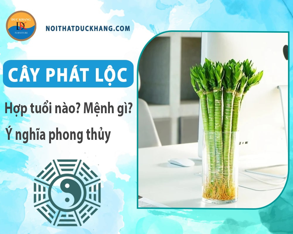 Ý nghĩa phong thủy của cây phát tài phát lộc theo số lượng thân