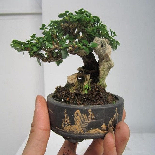 Ý nghĩa phong thủy của cây sam hương bonsai
