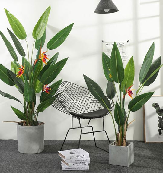 Ý nghĩa phong thủy của cây Thiên Điểu trong đời sống tâm linh