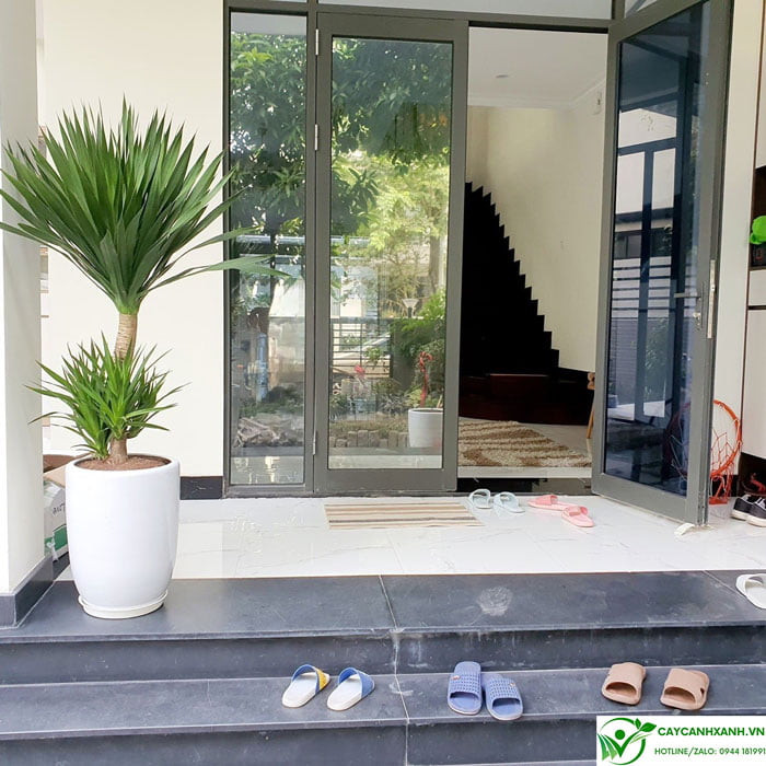 Ý nghĩa phong thủy dồi dào của cây phát tài núi