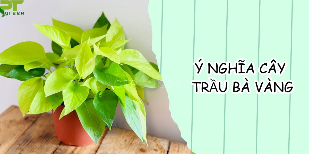 Ý nghĩa phong thủy tốt lành của cây trầu bà vàng mang lại tài lộc