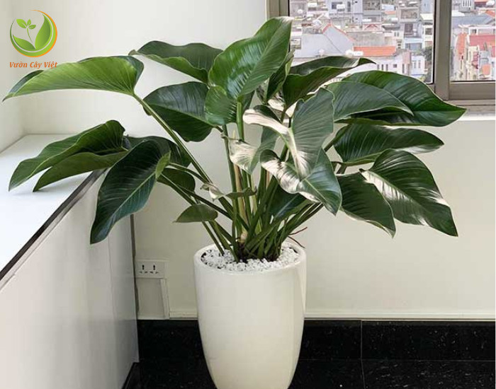 Ý nghĩa phong thủy trầu bà đế vương xanh