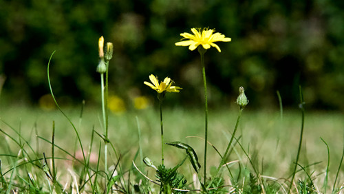 Ảnh minh họa tử vi hàng tháng đông phương cho 12 con giáp