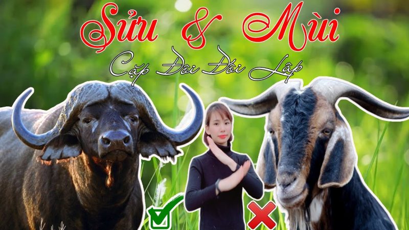 Biểu đồ so sánh tính cách người tuổi Mùi và tuổi Sửu trong mối quan hệ hôn nhân