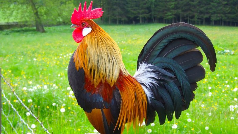 Biểu tượng con gà trống oai vệ đại diện cho tuổi Dậu