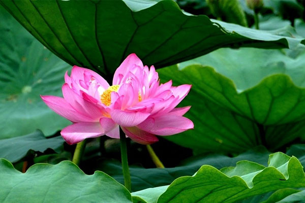 Biểu tượng cung hoàng đạo Cự Giải và Sư Tử theo tử vi 23/5