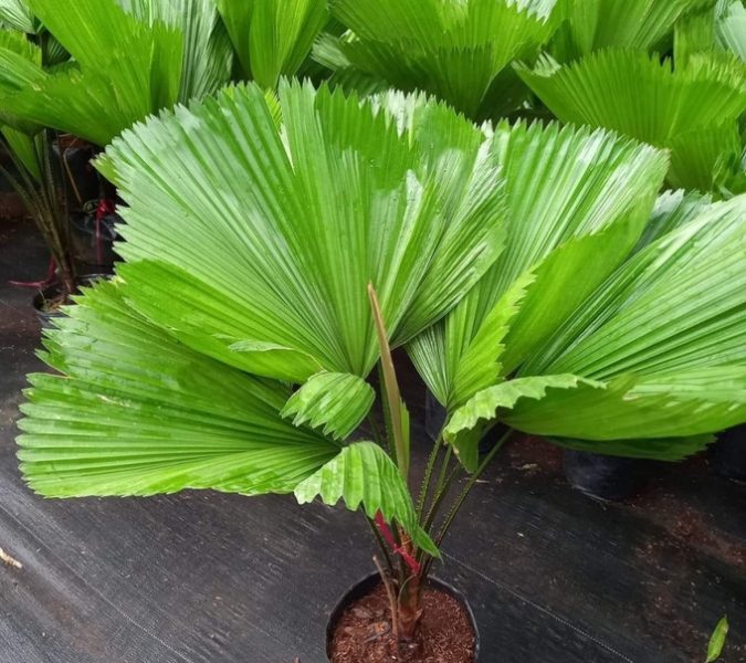 Bức tranh bình minh tượng trưng cho tử vi ngày 3/3/2025, mang đến năng lượng tươi mới và sự khởi đầu thuận lợi cho các con giáp.