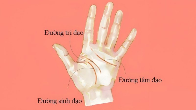 Các đường chỉ tay cơ bản và ý nghĩa trong xem tử vi chỉ tay