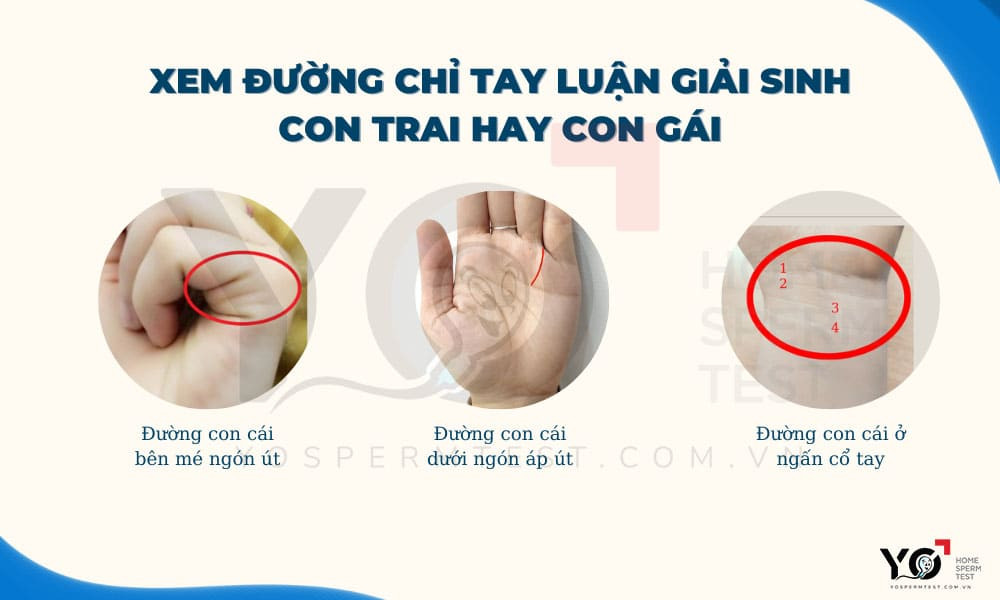 Các đường chỉ tay con cái trên bàn tay dự đoán giới tính