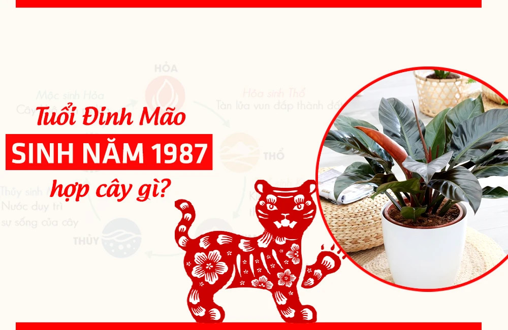 Các loại cây hợp mệnh Mộc tương sinh với tuổi Mão 1987
