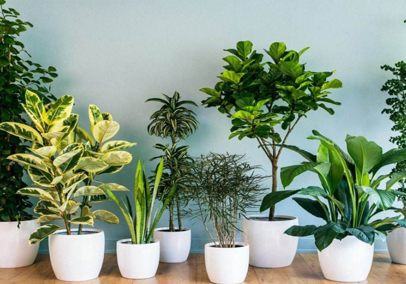 Các loại cây phong thủy mang lại may mắn cho mệnh Thổ