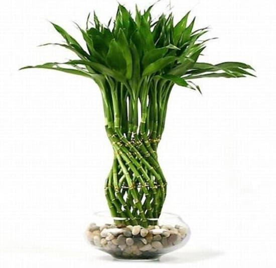 cách đặt cây trúc phát tài ở văn phòng