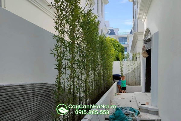 Cách trồng trúc quân tử rất đơn giản