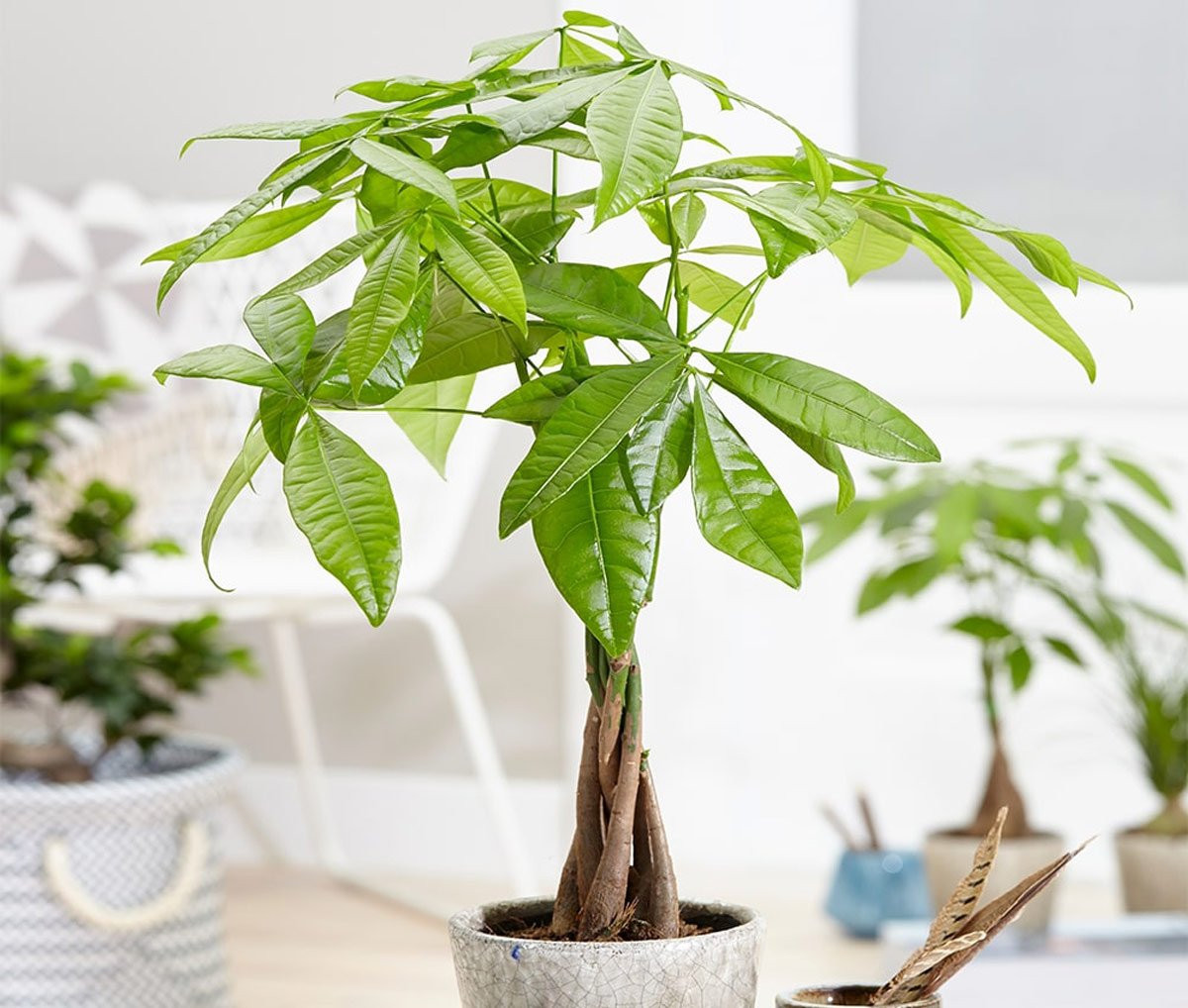 Cây cảnh phong thủy cho người tuổi Hợi mang đến bình an và may mắn, Đồ Thờ Lăng Vân