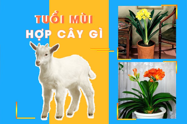 Cây cảnh phong thủy cho tuổi Dê