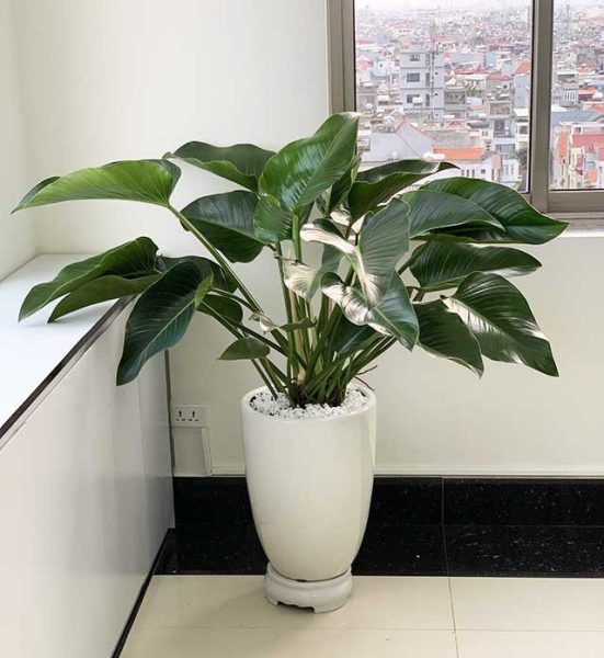 Cây Đế vương xanh tươi tốt