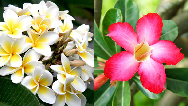 Cây hoa sứ đa sắc rực rỡ mang lại may mắn cho gia chủ