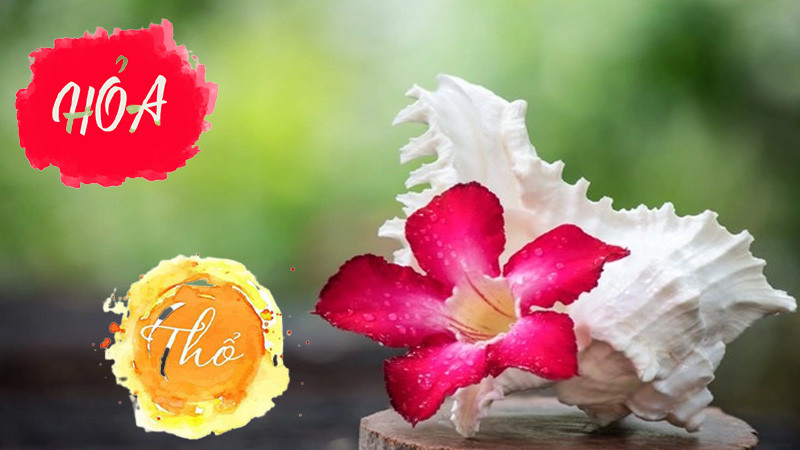 Cây hoa sứ hợp với tuổi nào mang mệnh Hỏa và Thổ để vượng khí