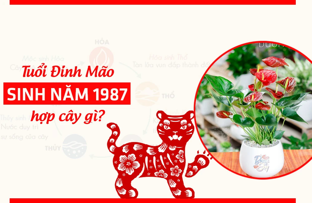 Cây Hồng Môn là lựa chọn tốt cho tuổi Mão 1987